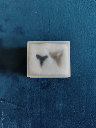 Fossil shark teeth - shark,