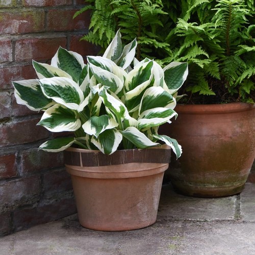 Hosta patriot 9cm 1 - patriot, &