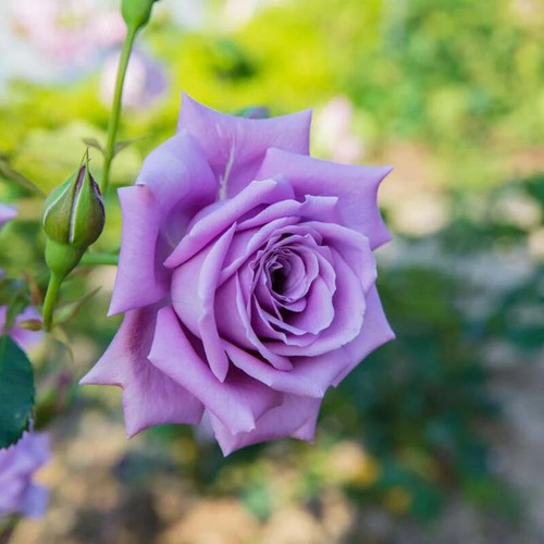 Blue moon rose - blue,