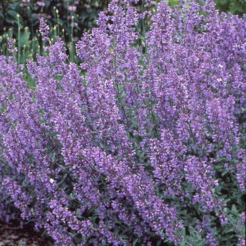 Scented nepeta walkers low - nepeta,