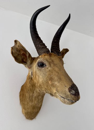 Antique victorian taxidermy - antique,