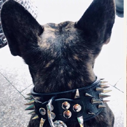 Stylish spiked studded dog - studded,