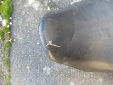 Suzuki GSF 600 Bandit Seat