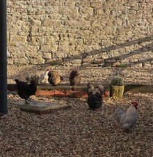 Bantam (Pekin, Silkies And