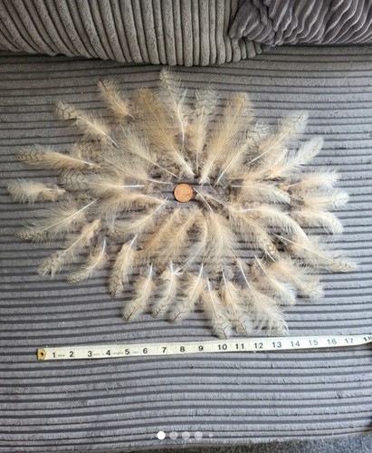 Bengal eagle owl feathers - bengal,