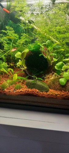 Anubias java moss on coconut - &,