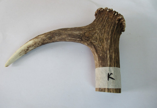 Red deer stag antler - stag, coronet