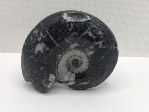 Goniatite fossil ammonite - fossil,