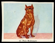 PETIT BRABANCON Belgian