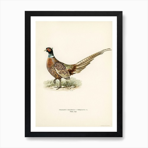 Ring necked pheasant the - the, von