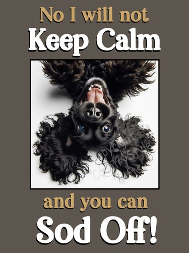 Cocker spaniel black pet - spaniel,