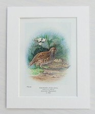 Partridge Bird, Nest & Eggs - Mounted Antique Print 1910 Book Plate 39