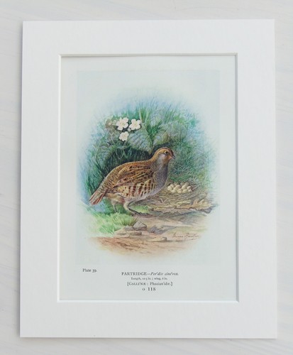 Partridge bird nest eggs - bird,,