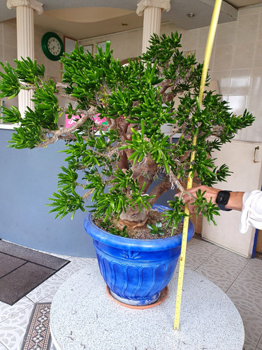 Round leaf jade plant - round,