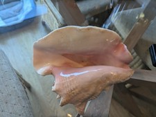 Large Queen Conch Sea Shell