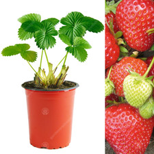 Strawberry 'Cambridge