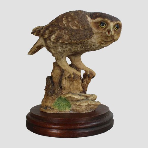 Little owl border - little,