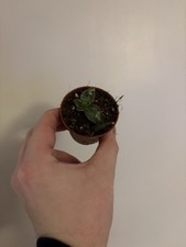 Sanseveria Cleopatra Baby -