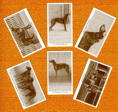 Deerhound set six named dog - deerhound,