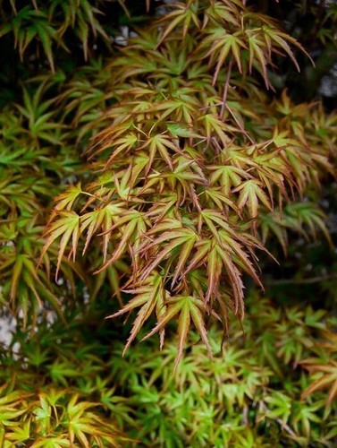 Kamagata dwarf japanese maple - japanese,