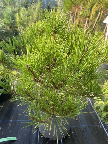 Japanese red pine - red,