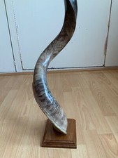 Exquiste Kudu Horn Fixed on