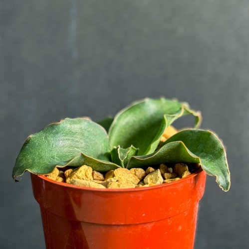 Snake plant sansevieria - snake,