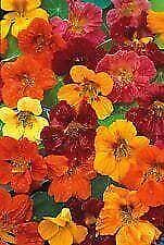 Flower - Nasturtium - Whirlybird Series Mix - 10 Seeds