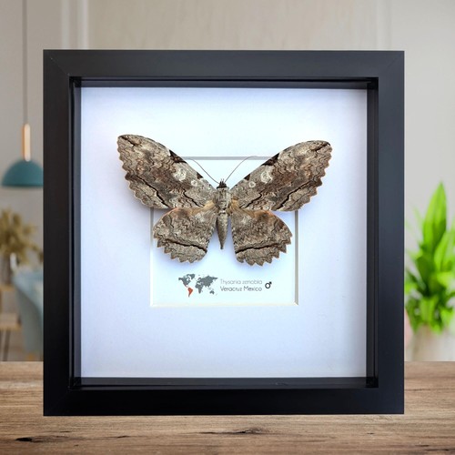 Framed thysania zenobia owl - framed,