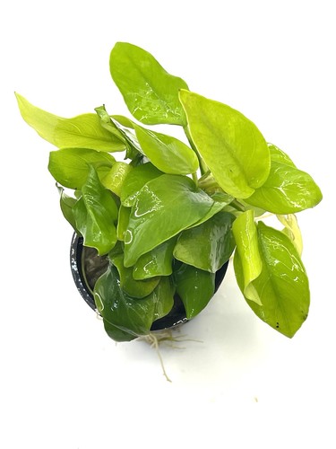 Anubias nana golden - anubias,