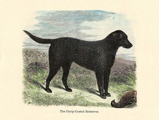 CURLY COATED RETRIEVER LOVELY