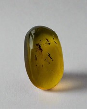  Burmese Amber with Genuine Fossil Insect Inclusion- Nematocera: (Thread-Horn).