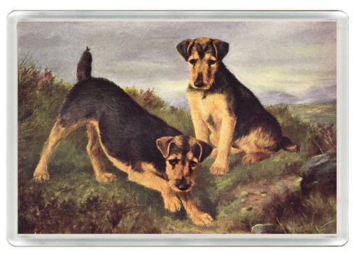 Welsh terrier dog - terrier, fridge