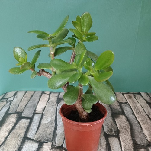 Money plant jade - money, house