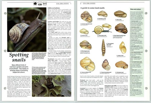 Spotting snails coldbloods - snails,