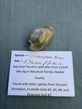 EXTINCT fossilized Cowrie