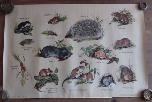 Vintage poster the - poster., mammal