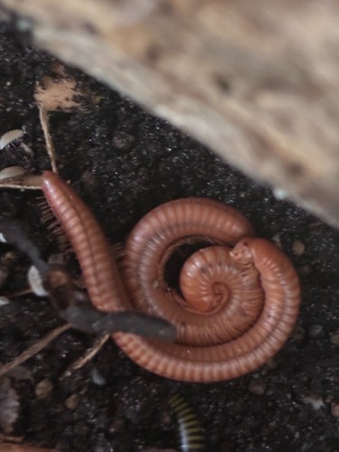 Live scarlet millipedes - millipedes,