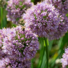 Allium Bubble Bath, Long