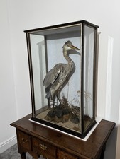 Taxidermy Heron And Snipe
