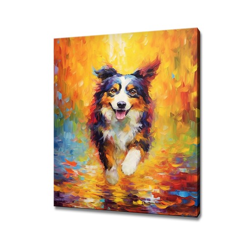 Cute border collie dog - cute,
