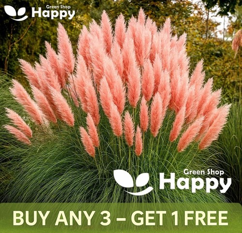 Ornamental grass pampas - -,