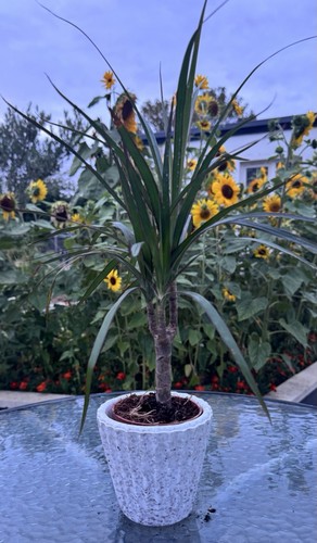 Dracaena marginata madagascar - dracaena, (madagascar