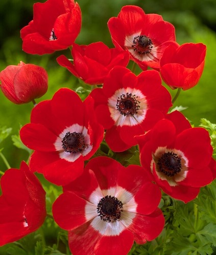 Red poppy anemone de - 20, x