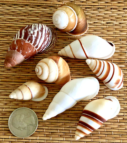 Small medium assorted - 8,