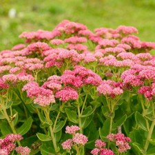 3x Sedum telephium - Orpine