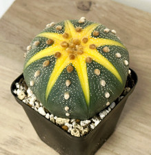 Astrophytum Asterias Variegata, Succulent Cactus Plant, Bare Root Ship - 6cm-7cm