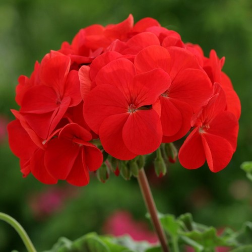 Geranium horizon red - geranium,