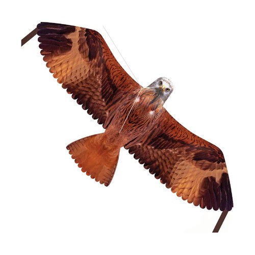Brookite red kite bird - brookite, prey