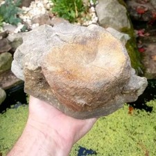 Large Hadrosaur Dinosaur Fossil Vertebrae Bone Edmontosaurus  130mm  Hell Creek 
